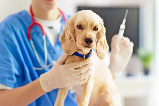 kutya védőoltás mellékhatásai